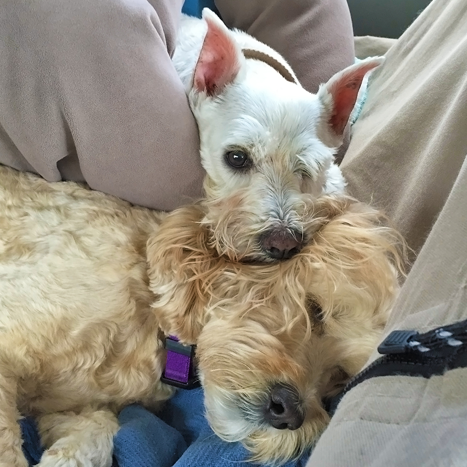 Two Happy Dogs