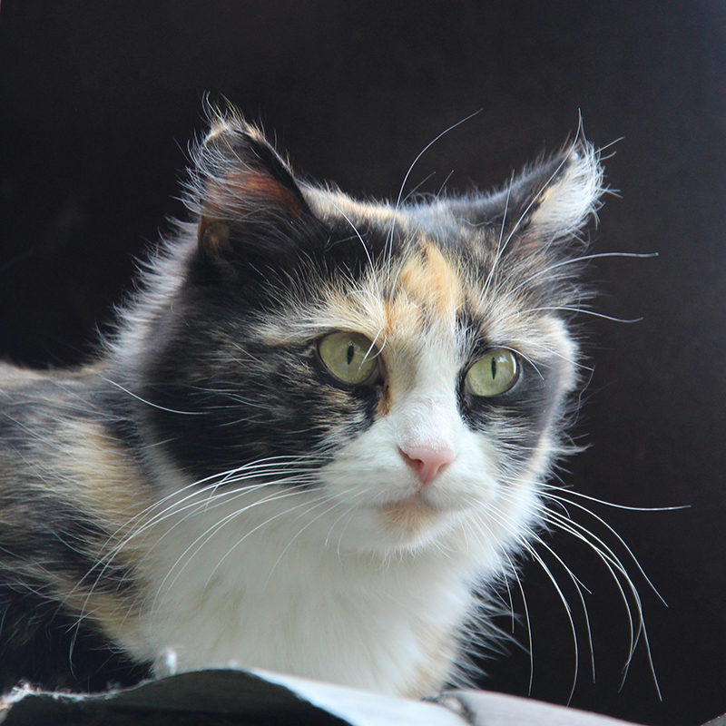 Cat with Dark Background