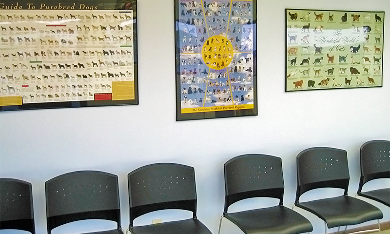 The Waiting Room at our Vet Clinic