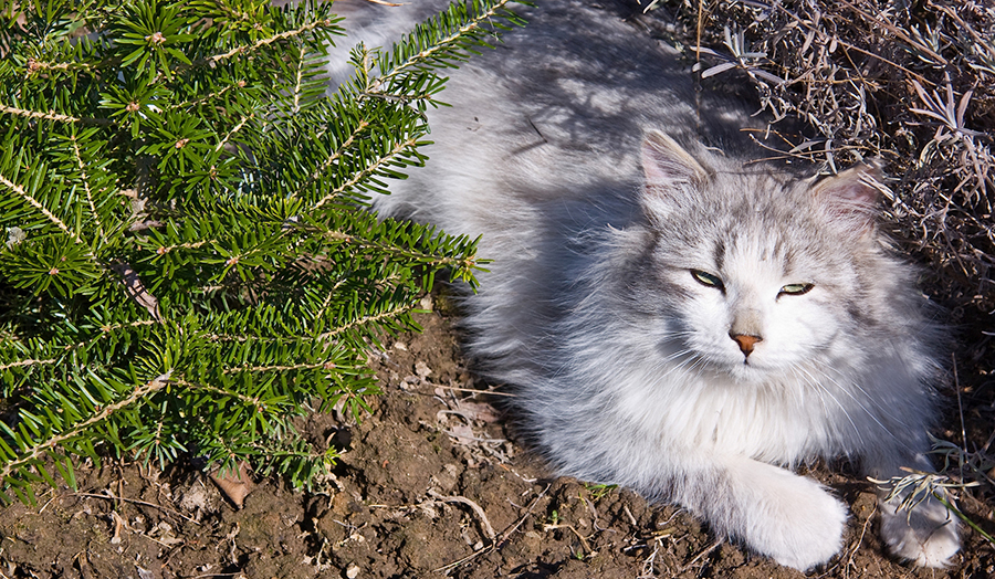 White Cat Lounging